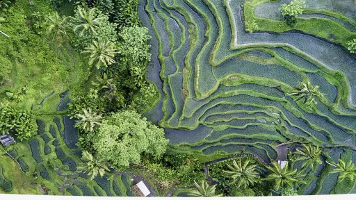 Rice fields lush