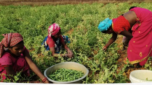 women together working in the fields