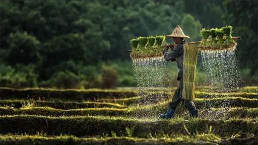 man carrying grass
